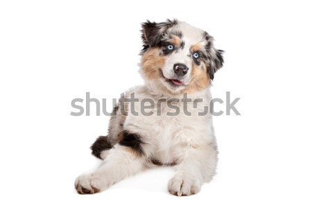 Stok fotoğraf: Avustralya · çoban · beyaz · köpek · hayvan · köpek · yavrusu