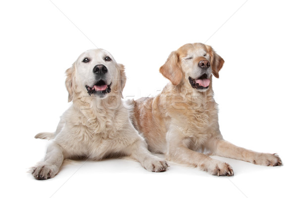 Two Golden Retriever dogs Stock photo © eriklam