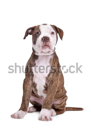 Amerikai bulldog fehér kutyakölyök erős bulldog barna Stock fotó © eriklam