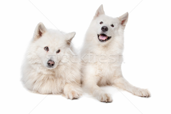 Samoyed (dog) Stock photo © eriklam