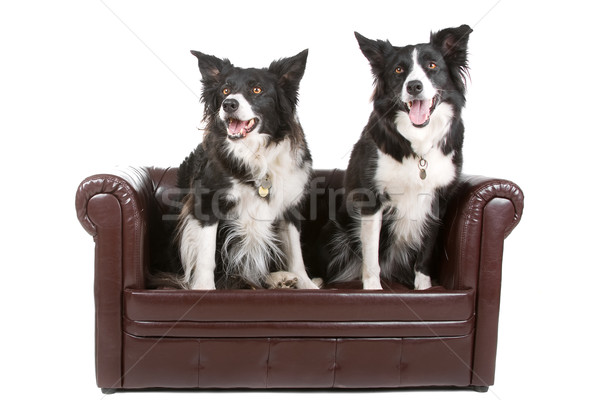 Dois border collie cães ver para cima Foto stock © eriklam