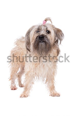 Gemischte Rasse Hund weiß Studio Haustier Stock foto © eriklam