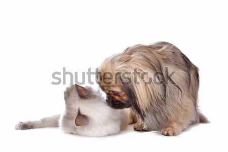 Perro gato blanco amor animales amigo Foto stock © eriklam