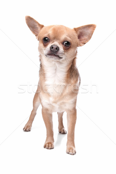 Stock photo: short haired chihuahua