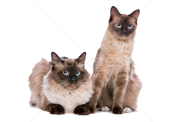 Couple of Ragdoll cats Stock photo © eriklam