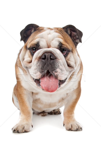Englisch Bulldogge weiß Tier Stier ein Stock foto © eriklam