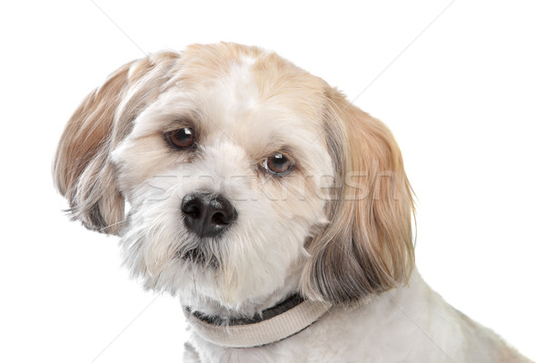 ストックフォト: 犬 · 白 · 背景 · スタジオ · 白地 · ほ乳類