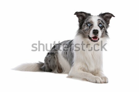 Foto d'archivio: Border · collie · isolato · bianco · cane · confine