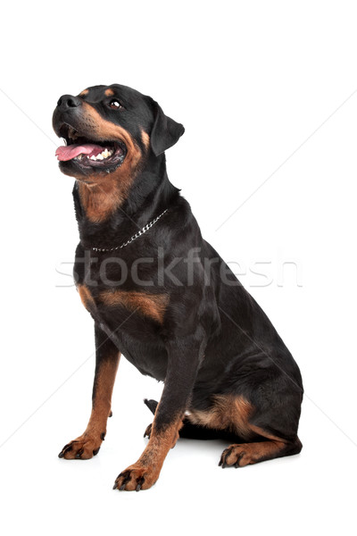 Stock fotó: Rottweiler · fehér · baba · fekete · stúdió · barát
