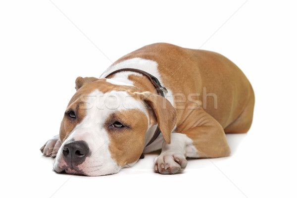 Stock photo: American Staffordshire Terrier