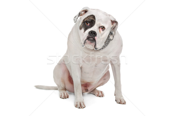 Stock photo: American Bulldog