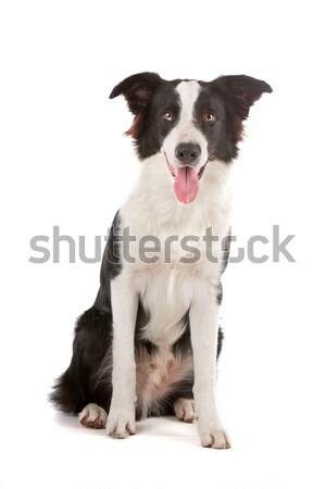 Stock foto: Border · Collie · Schäferhund · isoliert · weiß · Hund · Grenze