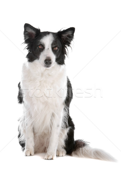 Foto d'archivio: Border · collie · isolato · bianco · cane · confine