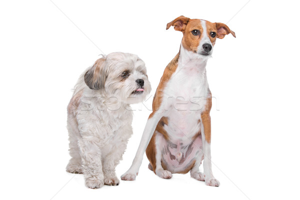 two mixed breed dogs in front of a white background Stock photo © eriklam