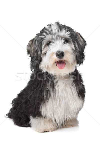 Foto stock: Havanese · perro · fondo · blanco · fondo · blanco · mamífero