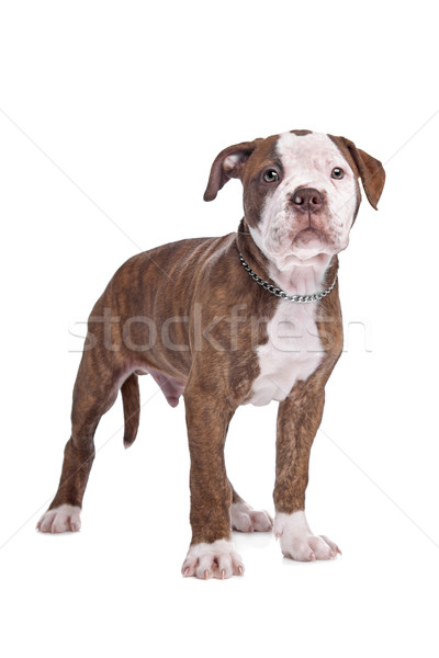 American bulldog bianco sfondo cucciolo forte bulldog Foto d'archivio © eriklam