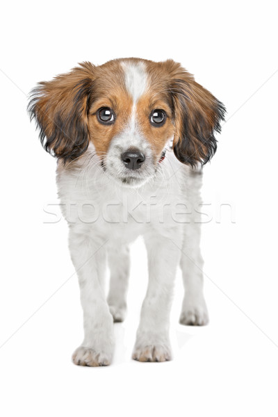 Mixt câine căţeluş câine de vânătoare olandez Imagine de stoc © eriklam