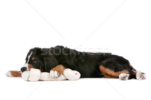 Bernese Mountain Dog puppy Stock photo © eriklam