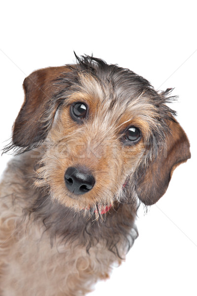 Dackel weiß Hund Tier Haustier isoliert Stock foto © eriklam