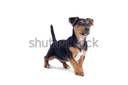 混合した 子犬 フロント 表示 立って ストックフォト © eriklam