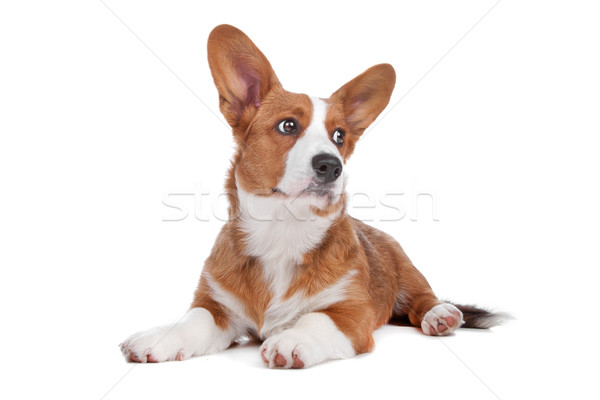 Welsh Corgi dog Stock photo © eriklam