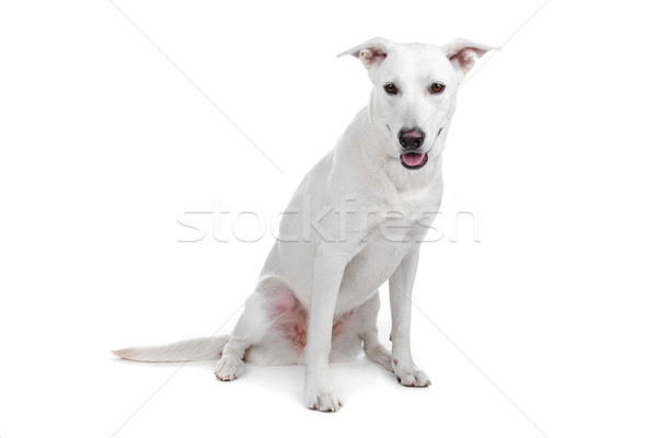 Mixed Breed Dog White Shepherd Labrador Stock Photo C Erik Lam