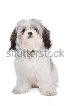 Mista razza cane cute seduta guardando Foto d'archivio © eriklam