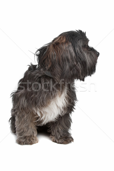 Foto stock: Misto · cão · branco · atravessar · fundo · branco