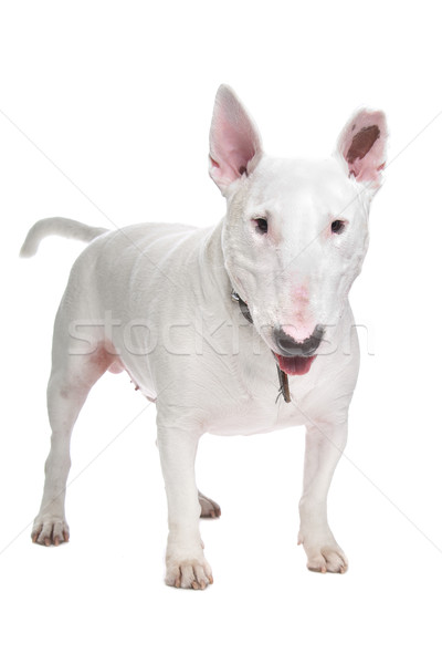 White Bull terrier Stock photo © eriklam