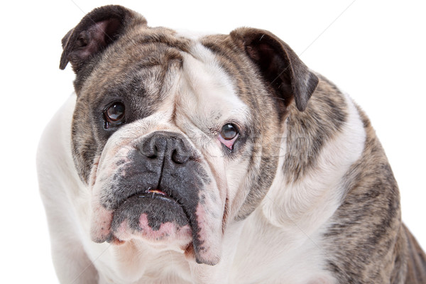Stock photo: English Bulldog