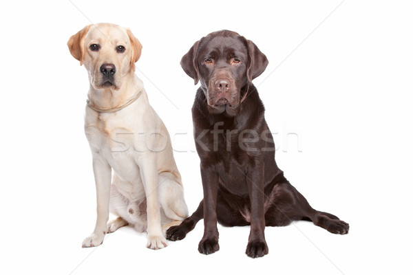 Deux labrador coupé animal coup mammifère [[stock_photo]] © eriklam