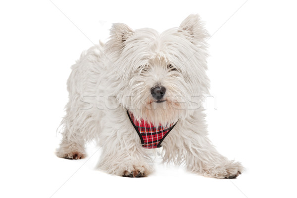 West Highland White Terrier Stock photo © eriklam