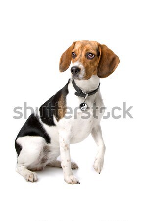 Beagle chien de chasse cute séance patte Photo stock © eriklam