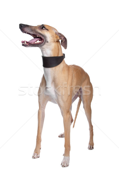 Stock photo: Greyhound, Whippet, Galgo dog