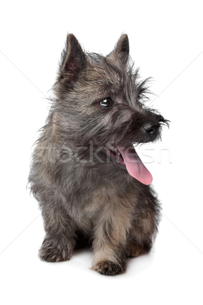 Cairn Terrier Stock photo © eriklam