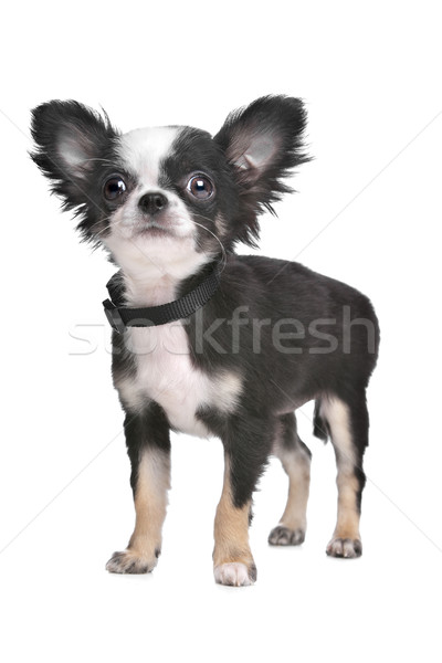 Dai capelli lunghi cucciolo bianco giovani pet sfondo bianco Foto d'archivio © eriklam