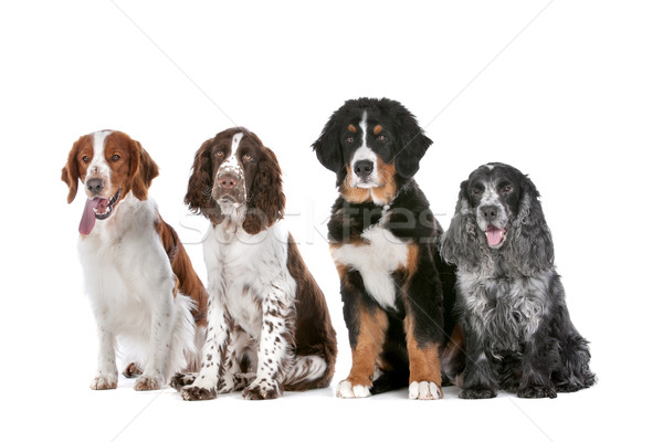 Quattro cani fila due uno bovaro del bernese Foto d'archivio © eriklam