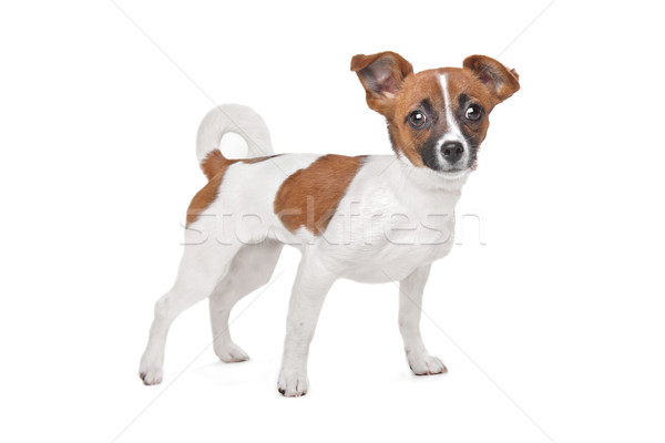 Gemengd ras hond terriër dier Stockfoto © eriklam