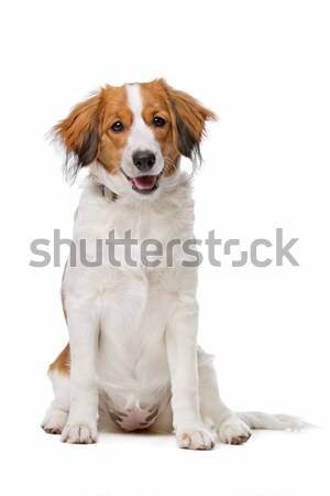 Brown and white Kooiker dog Stock photo © eriklam