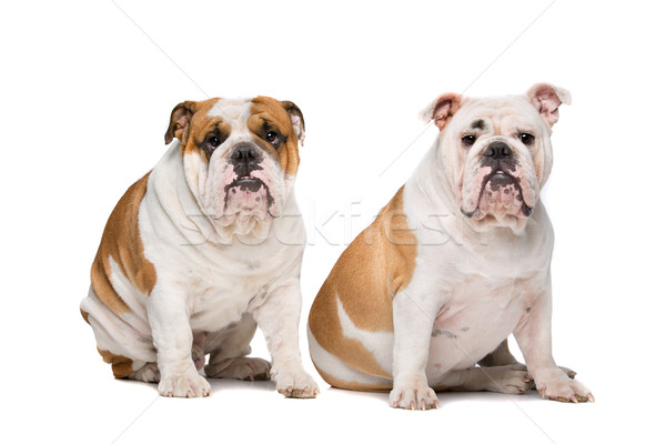 two English Bulldogs Stock photo © eriklam