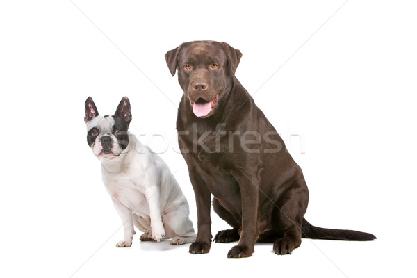 French Bulldog (frenchie) and a chocolate labrador retriever dog Stock photo © eriklam