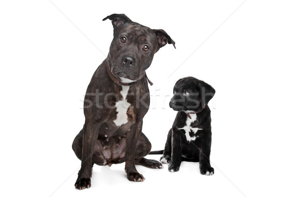 Kettő vegyes fajta kutyák keverék nagyszerű Stock fotó © eriklam