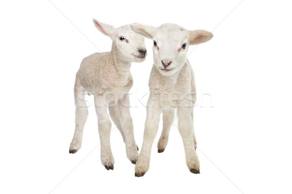 Deux peu moutons animaux studio agneau [[stock_photo]] © eriklam