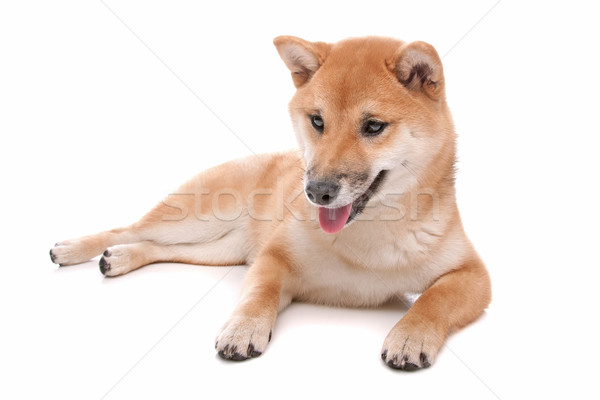 Shiba Inu dog in front of a white background Stock photo © eriklam