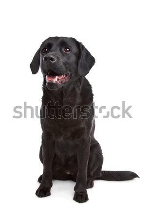 Schwarz labrador weiß Hund Haustier säugetier Stock foto © eriklam
