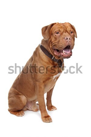Francês mastim branco cão vermelho animal Foto stock © eriklam