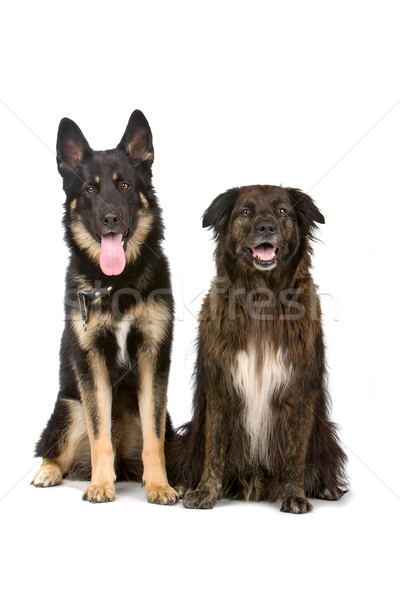 german shepherd dog and mixed breed dog Stock photo © eriklam