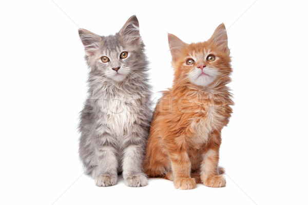 Maine Coon kittens Stock photo © eriklam