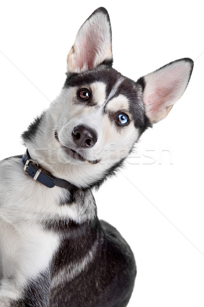 Gemischte Rasse Hund Husky Welpen Stock foto © eriklam