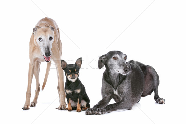 Stock photo: two greyhounds and a chihuahua